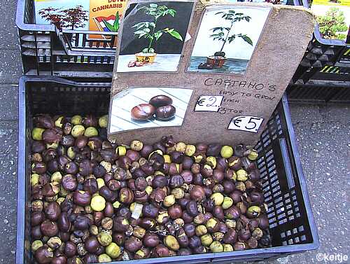 ripoff bloemenmarkt, beschimmelde kastanjes