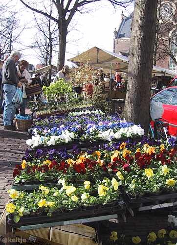 bloemenmarkt Noordermarkt