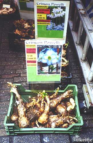 ripoff bloemenmarkt, rot