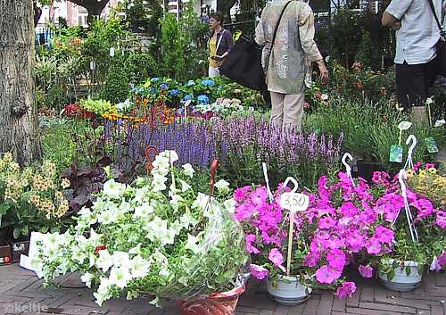 plantenmarkt Amstelveld