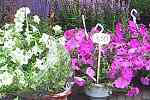 plantenmarkt Amstelveld